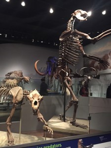 Early bear skeletons