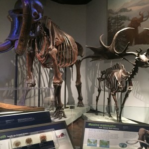 Ice Age Skeletons