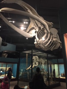 Field Museum Whale Skeleton