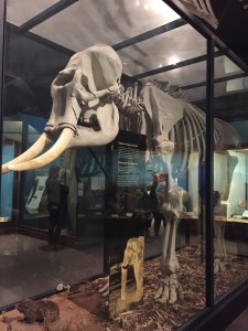 Field Museum Elephant Skeleton