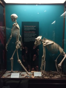 Human and Ape Skeletons