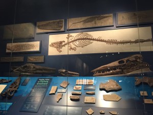 Skeletons of old sea creatures