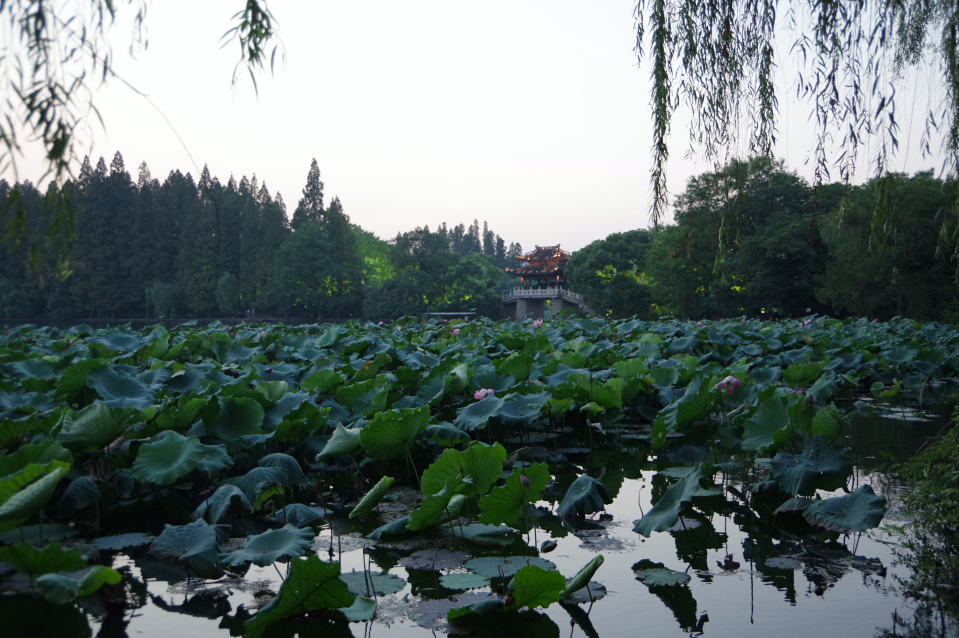 hangzhou-west-lake-petals